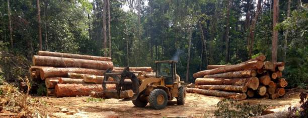 Best Commercial Tree Services  in North Baltimore, OH