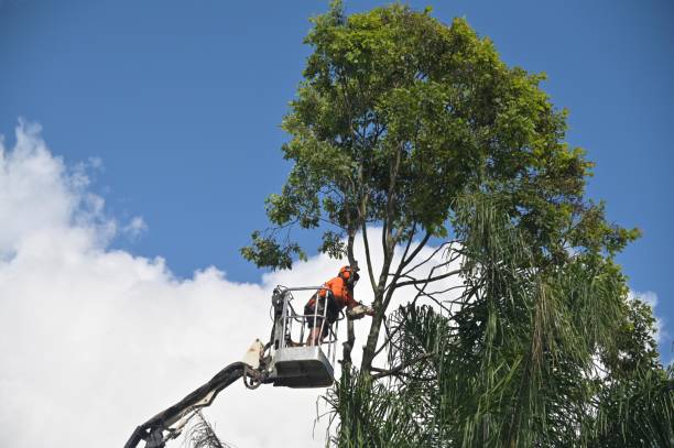 Best Tree Cabling and Bracing  in North Baltimore, OH