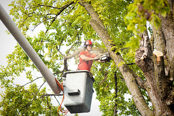 Best Commercial Tree Services  in North Baltimore, OH