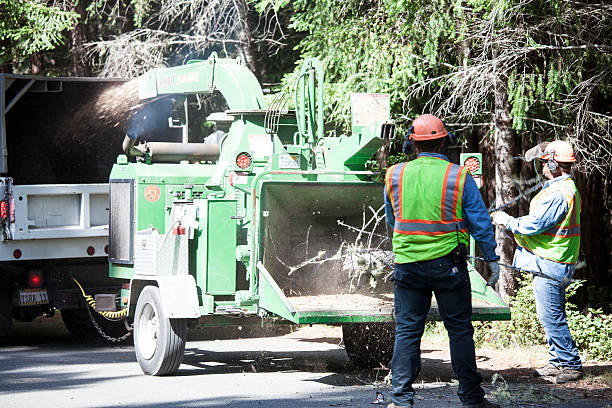 Reliable North Baltimore, OH Tree Care Solutions