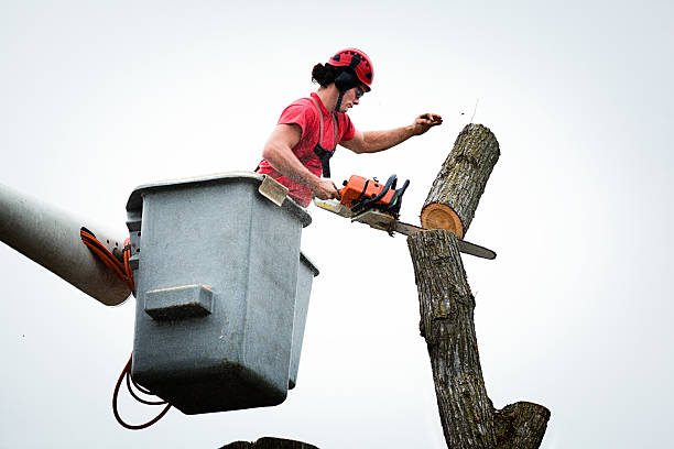 Best Leaf Removal  in North Baltimore, OH